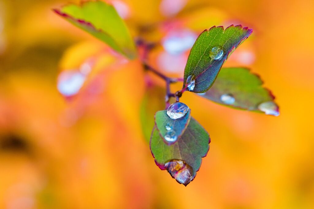 leaves, autumn, brunches-1804646.jpg
