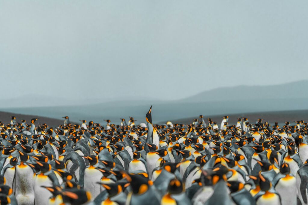 A large crowd of penguins stands together.