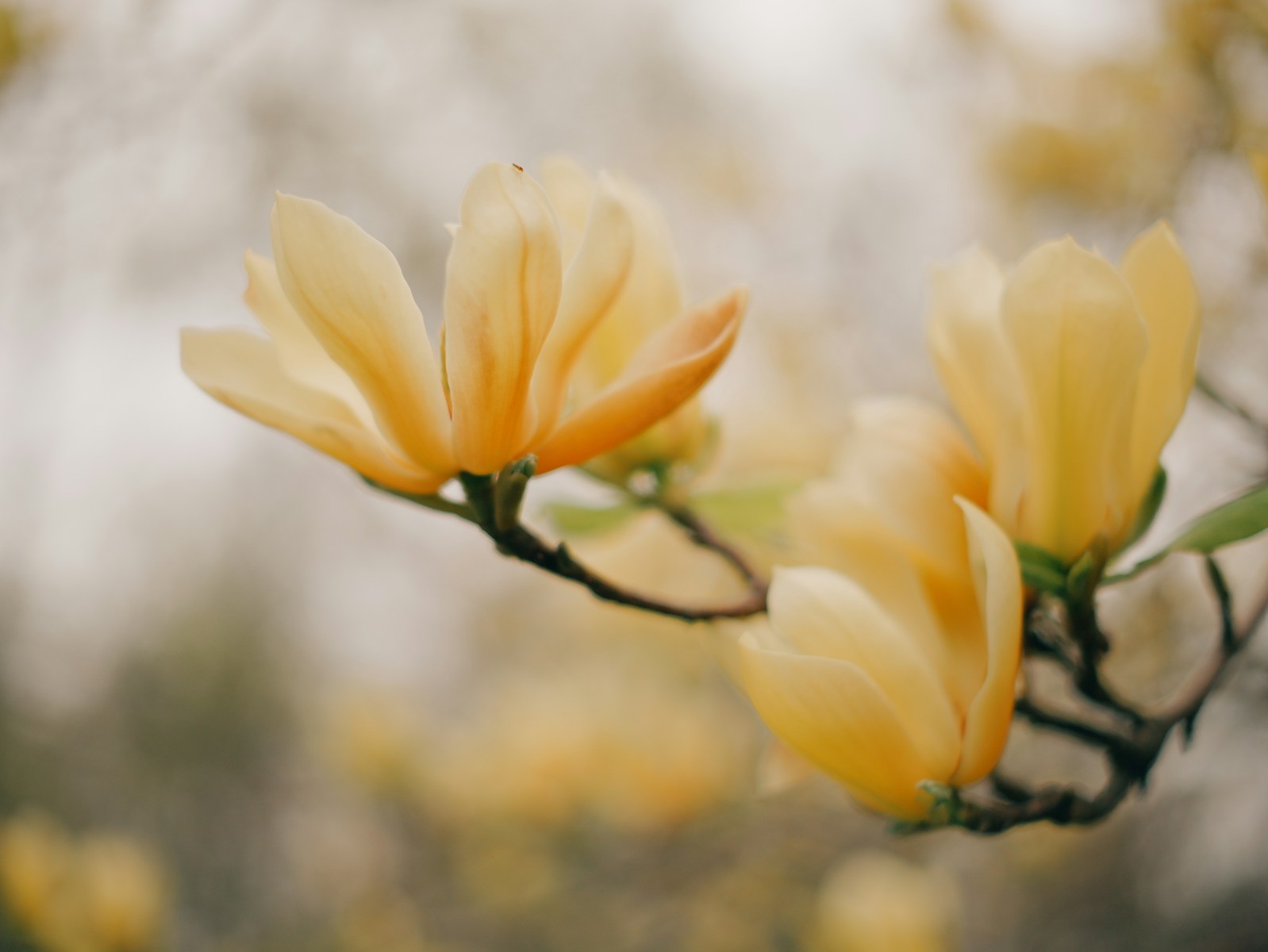 Orchideenwanderung im Rehletal