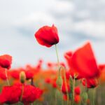 Ausflug Mainau (keine Plätze im Auto)