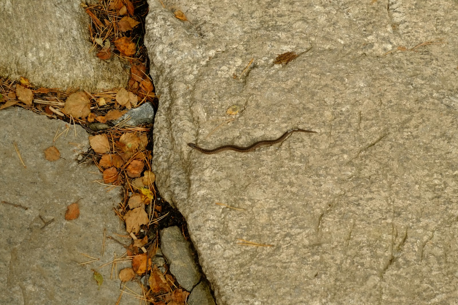 Spaziergang zu den Churfürsten in Sipplingen