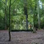 Ausstellung Waldesecho Teil 2