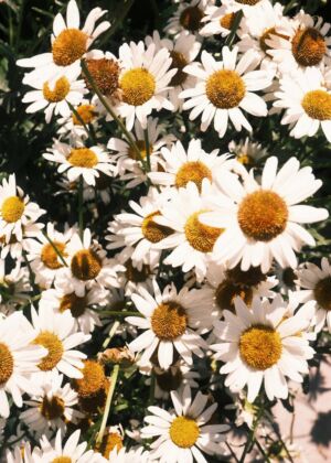 A field of daisies in full bloom.