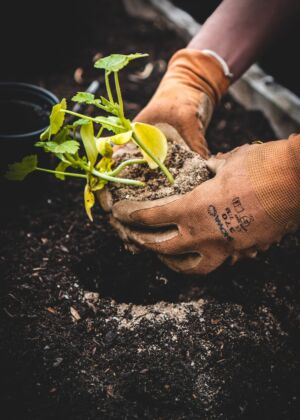 person holding green plant on black pot