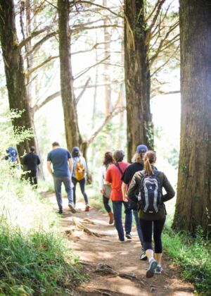 people walking on dirt road between trees during daytime