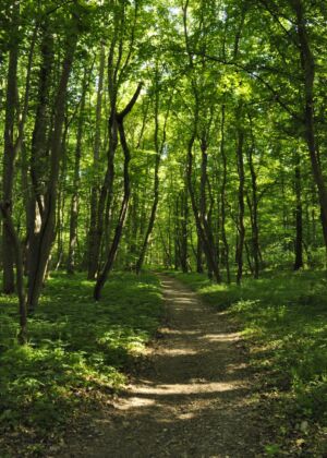green grass and trees during daytime